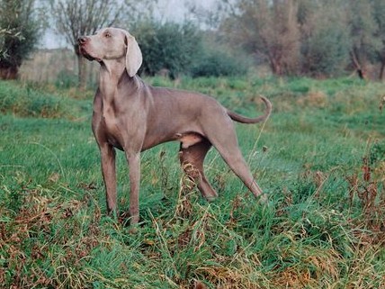 Chad elgo de la longuineuille