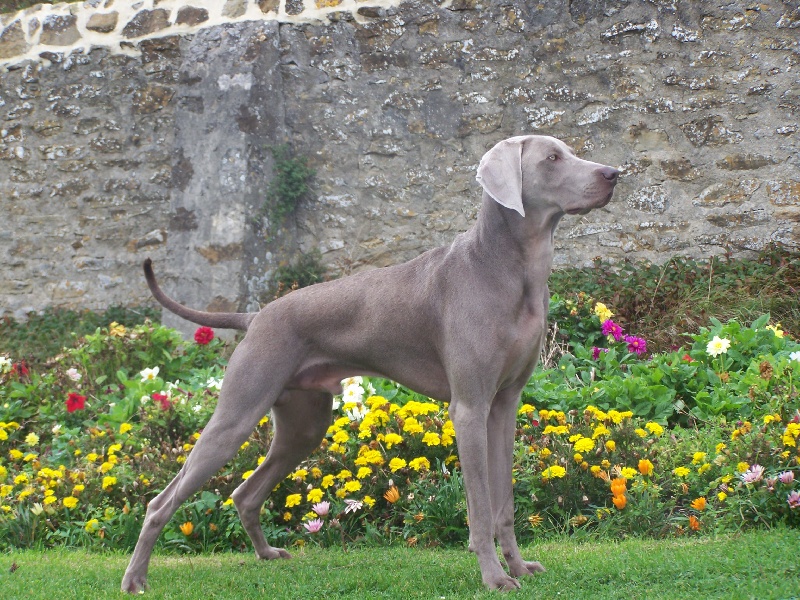 Chad elgo de la longuineuille