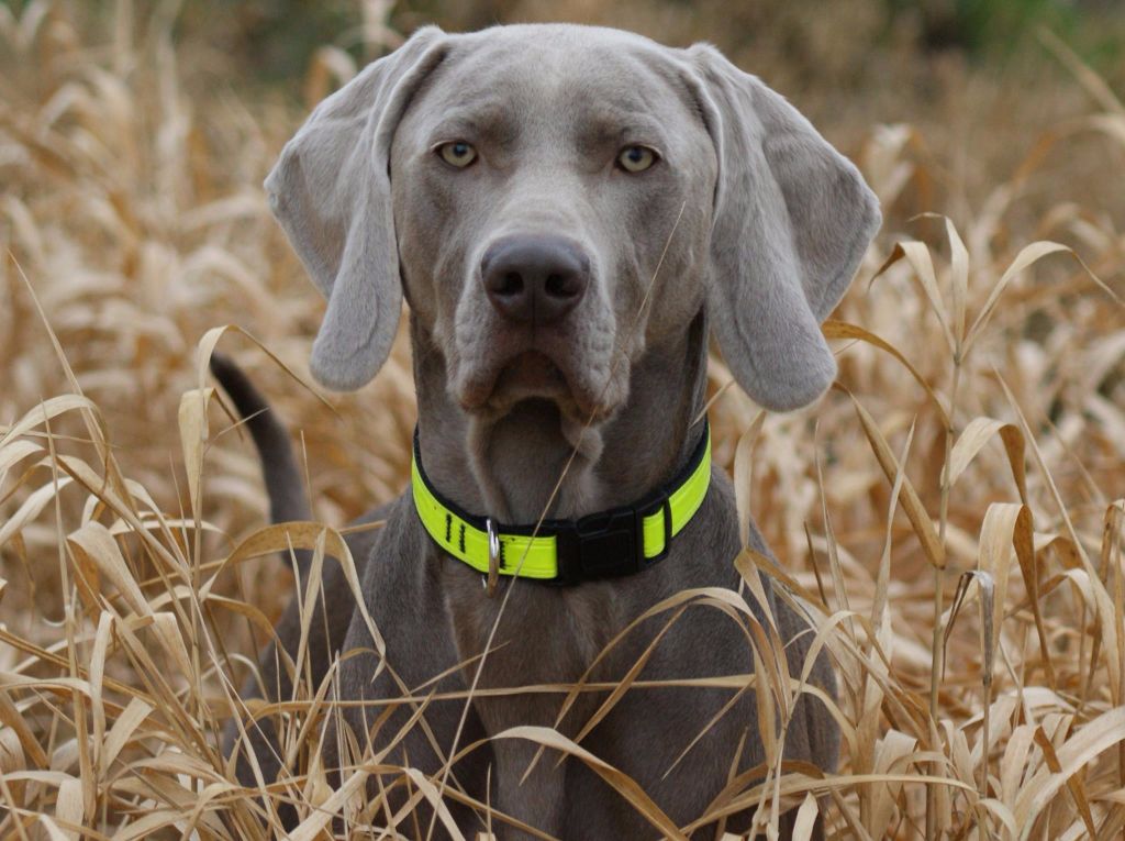 Chad elgo de la longuineuille