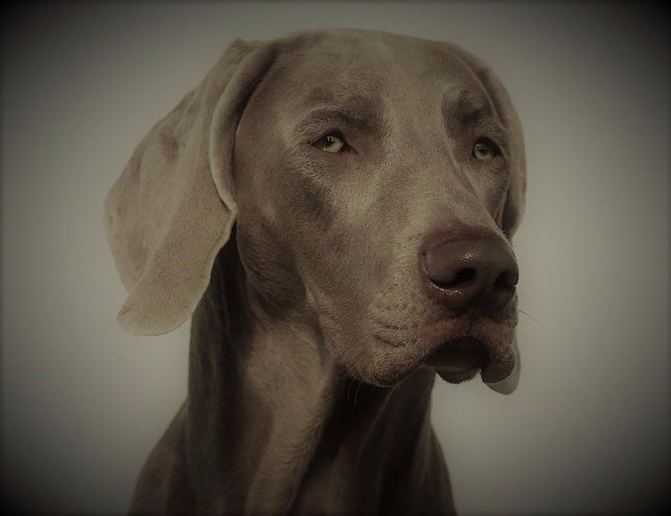 Windrose Around Jolie mÔme princière