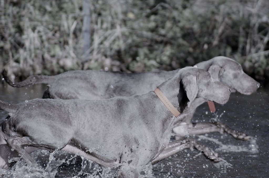 SYNCHROS LES WEIMS!!!